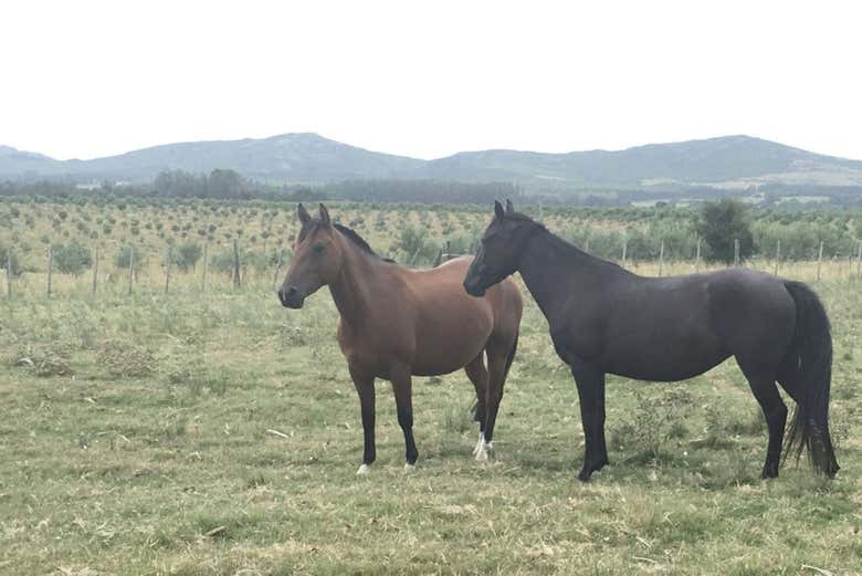 Caballos en Olivos de las Ánimas