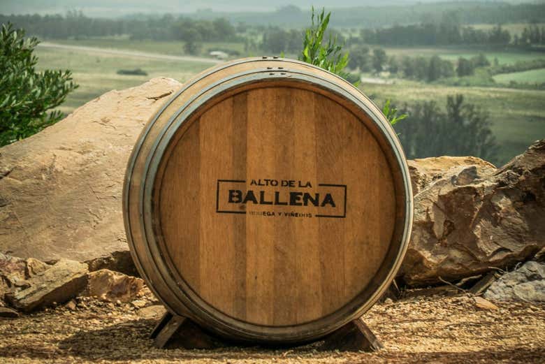 Barril de la bodega Alto de la Ballena