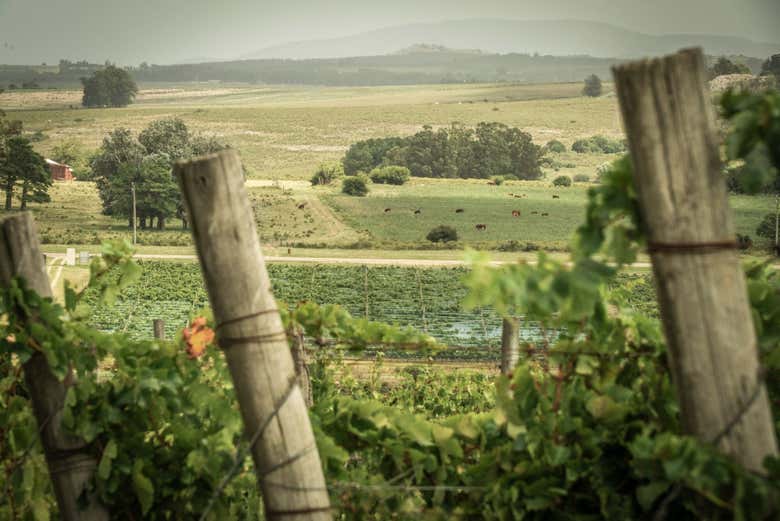 Viñedo de Alto de la Ballena