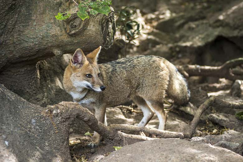 Raposa cinza na reserva natural de Piriápolis