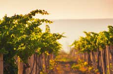 Visita a la bodega Alto de la Ballena