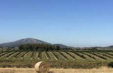 Visita a la finca Olivos de las Ánimas