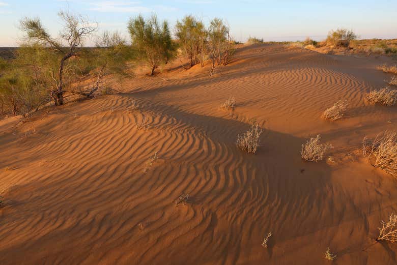 In the red dunes of the Kyzylkum desert