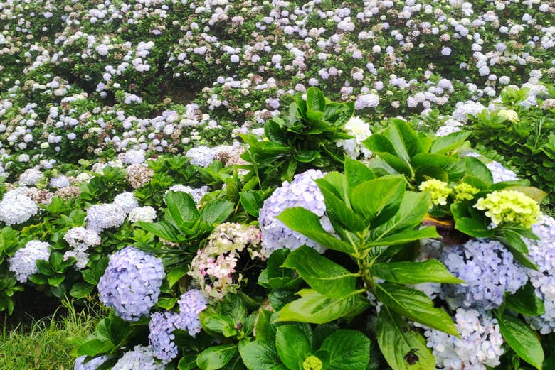 Las Hortensias Gardens