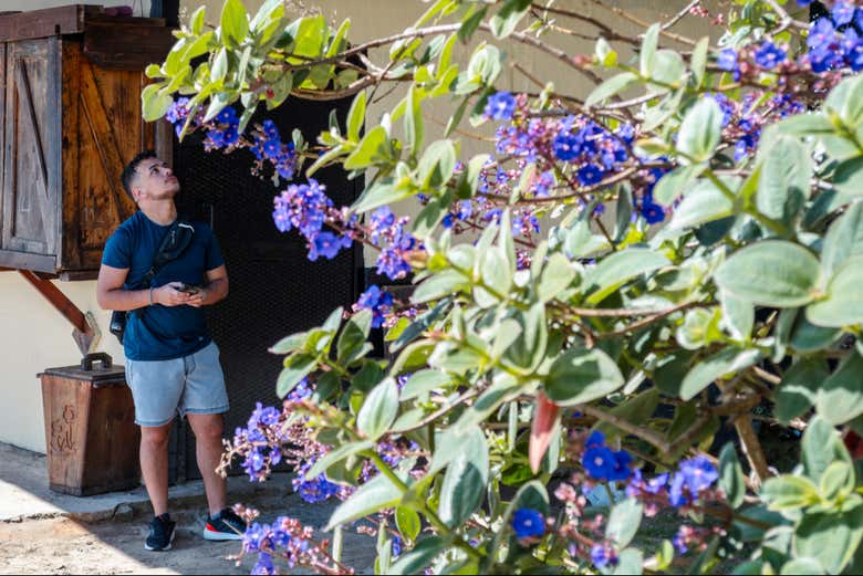 Viendo una casa llena de flores en Galipán
