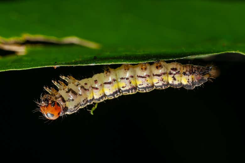 Detalles de un insecto en el pulmón verde de Caracas