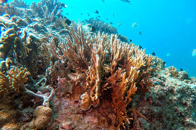 Dive down to see coral reefs