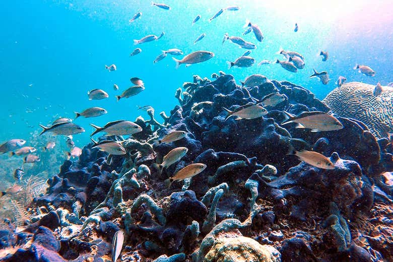 Marvel at the incredible biodiversity