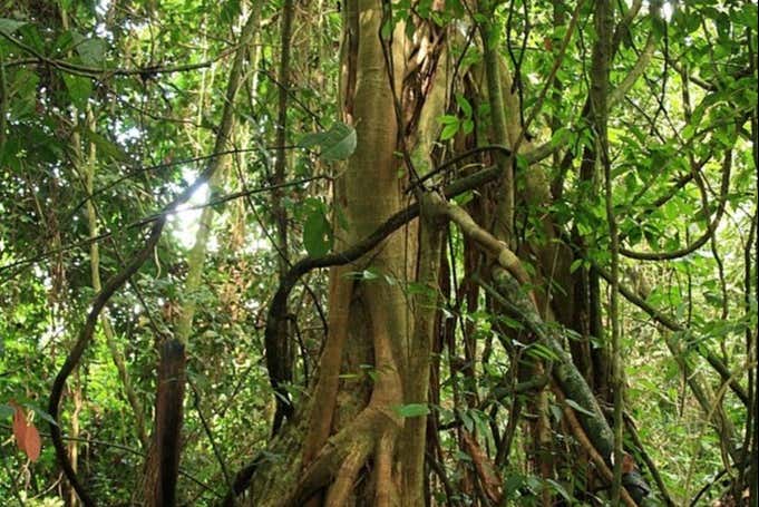 Un árbol endémico de Isla Margarita