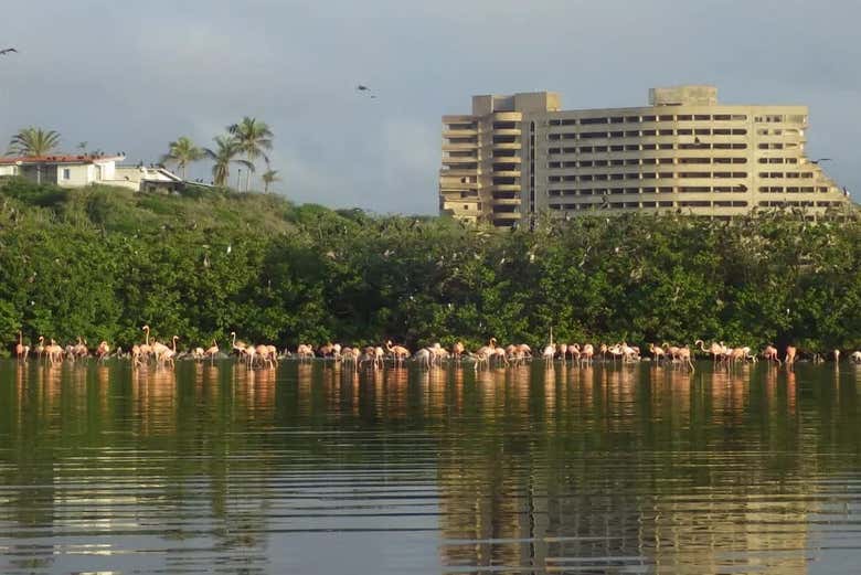 Observez des flamants roses