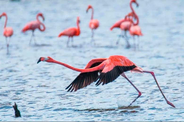 Descubriréis la fauna de Isla de Margarita