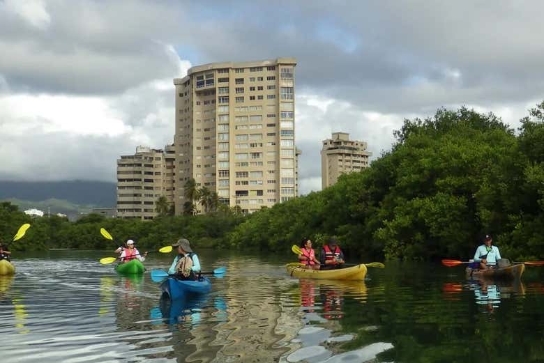 Une excursion au cœur des mangroves