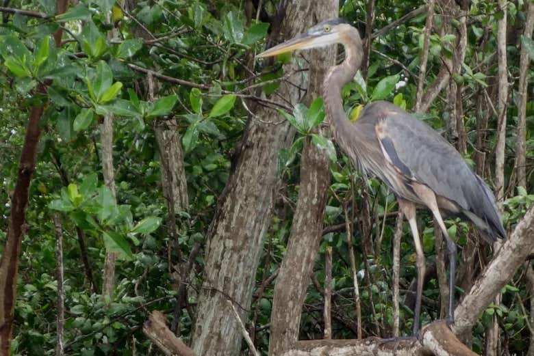 Observez des hérons dans leur habitat naturel