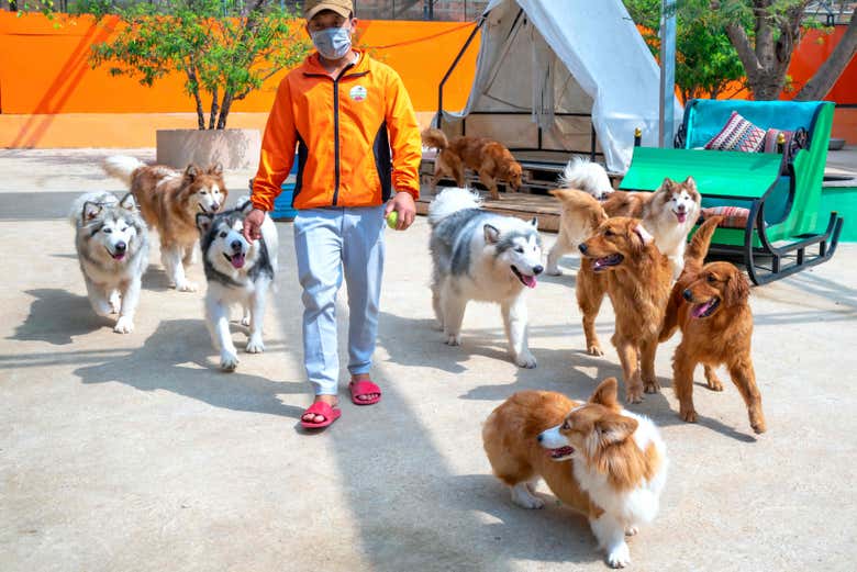 Amici a quattro zampe