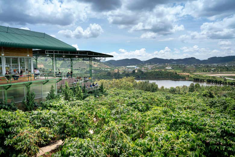 Plantación de café Me Linh