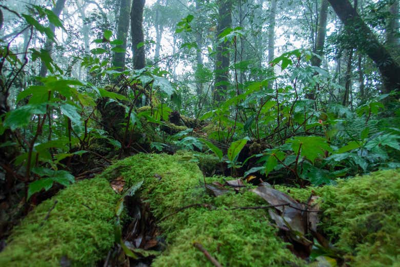 Parque Nacional Bidoup-Nui Ba
