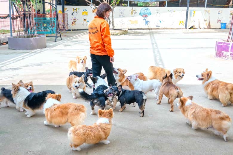 Meeting the puppies in Da Lat
