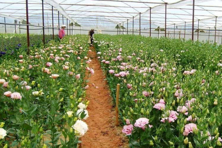 Van Thanh Flower Farm