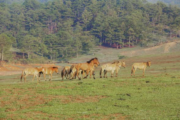 Langbiang Mountain Trek