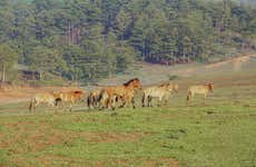 Trekking por la montaña Langbiang