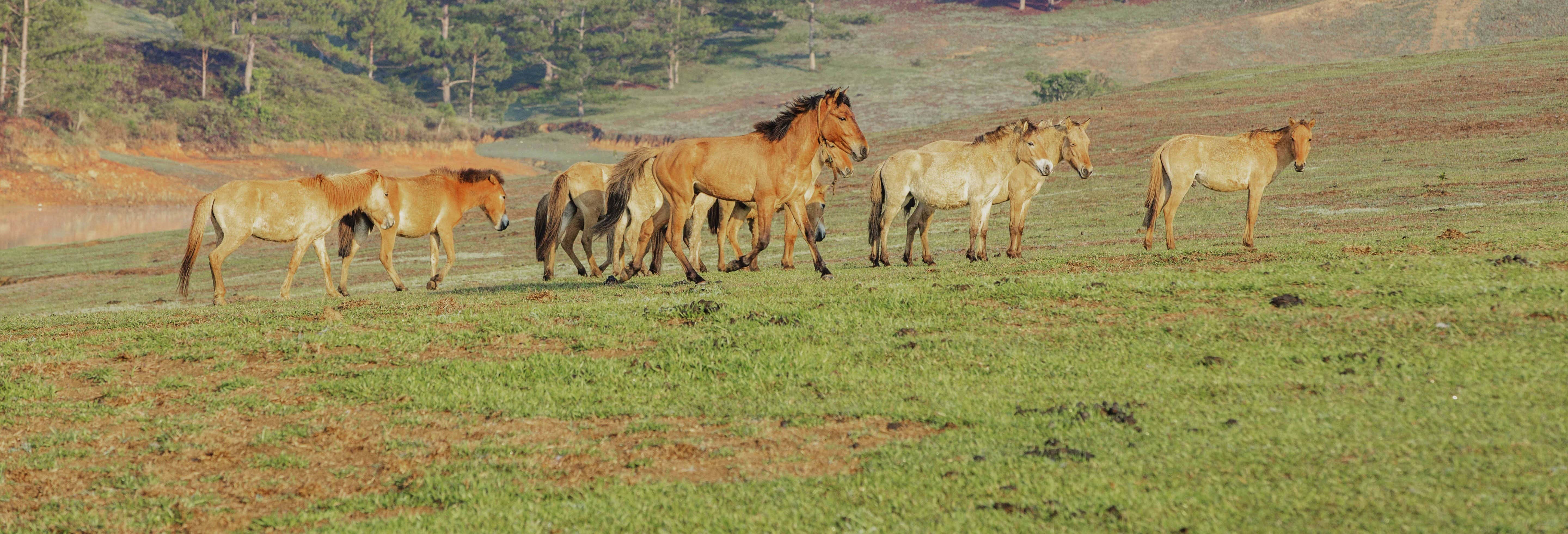 Randonnée / Trek à Da Lat