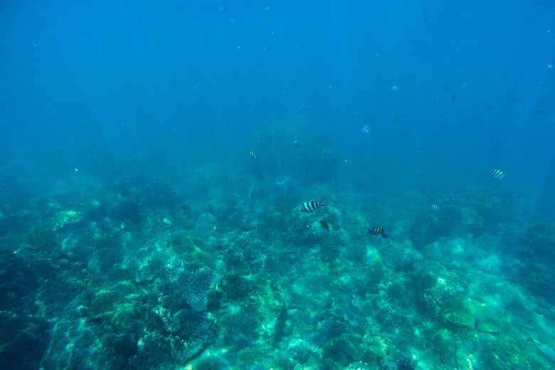 Aguas del Parque Marino Cu Lao Cham