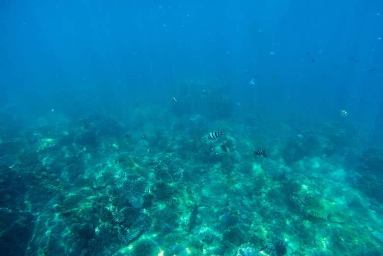 Enjoying snorkelling