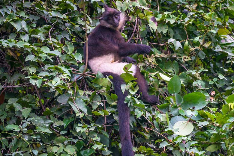 Delacour's langur