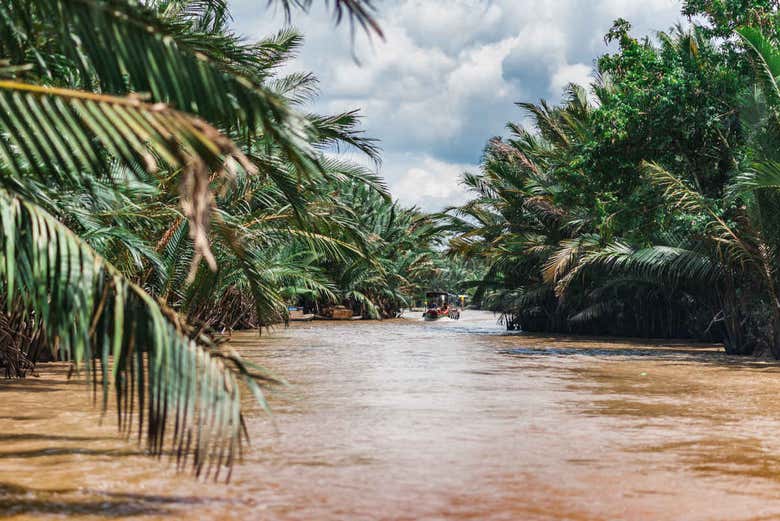 Manglares del río Mekong