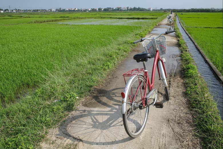 Recorreremos los arrozales de Hoi An