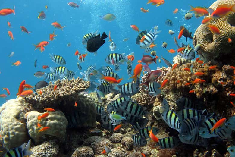 Marine biodiversity in Nha Trang