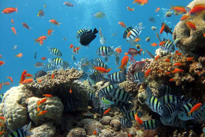 Fauna marina en Nha Trang