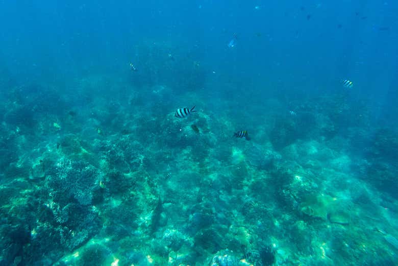 Nha Trang seabed