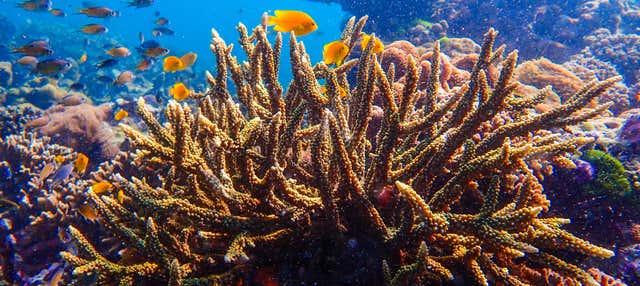 Seawalker en Nha Trang