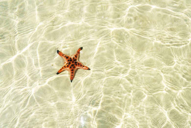 Uma estrela-do-mar na praia de Rach Vem