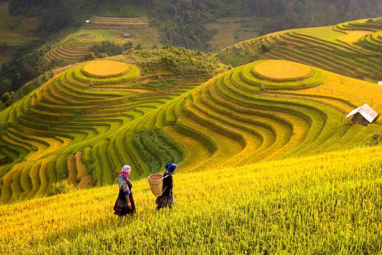 Mujeres caminando por los arrozales