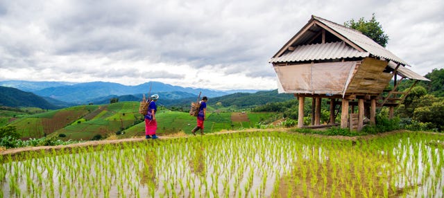 Trekking por los arrozales de Sapa