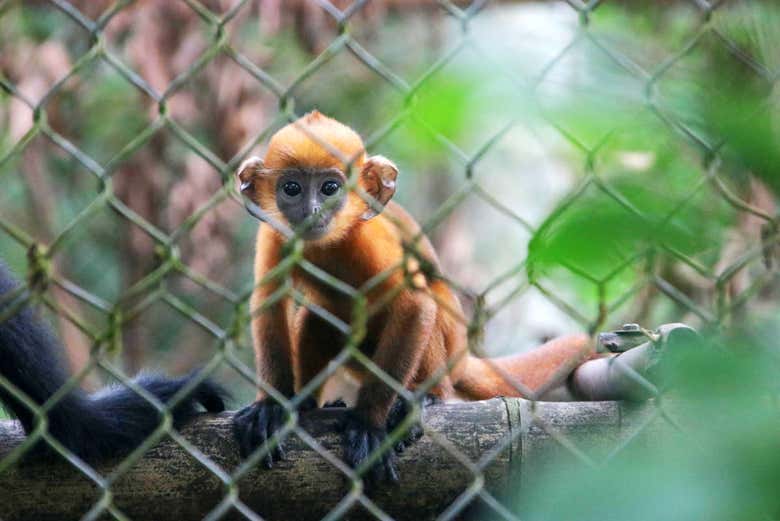 Cría de Langur de Delacore en un refugio