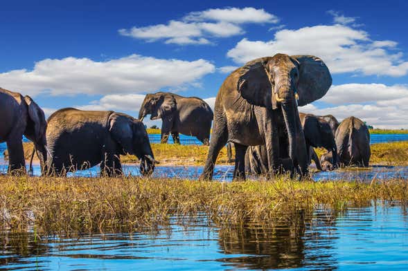 Excursão ao Parque Nacional Chobe