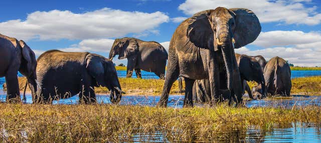 Excursión al Parque Nacional Chobe