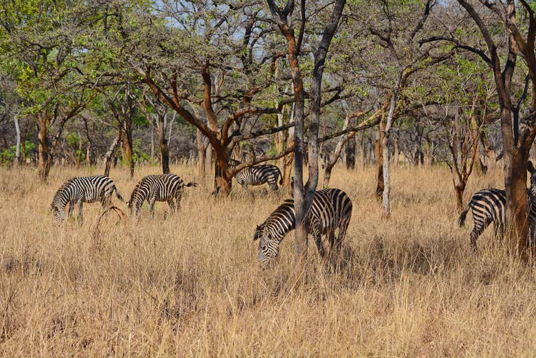 Cebras africanas de la sabana