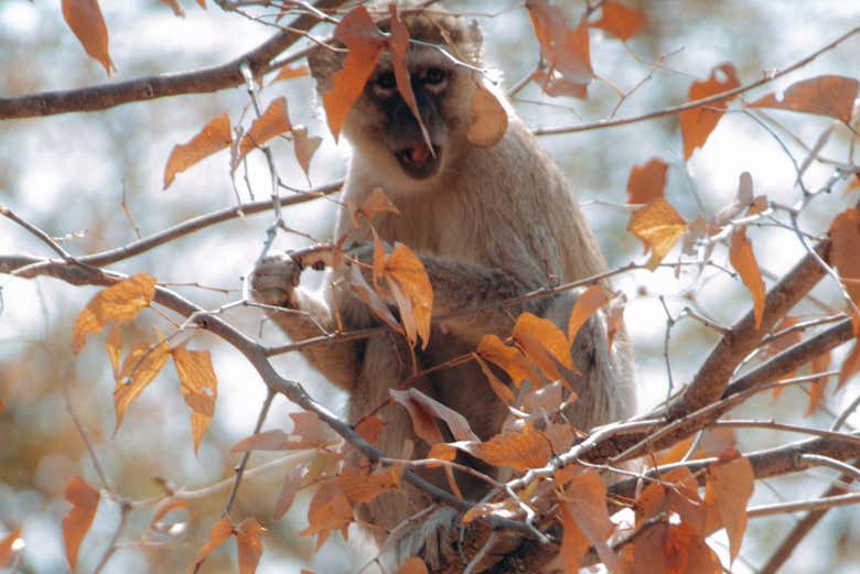 Un mono en un árbol del Parque Nacional Mosi-Oa-Tunya