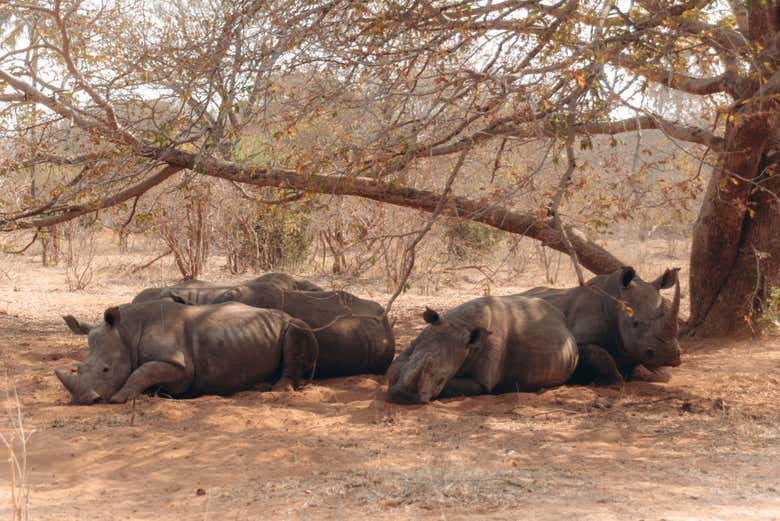 Los rinocerontes blancos descansando en la sombra