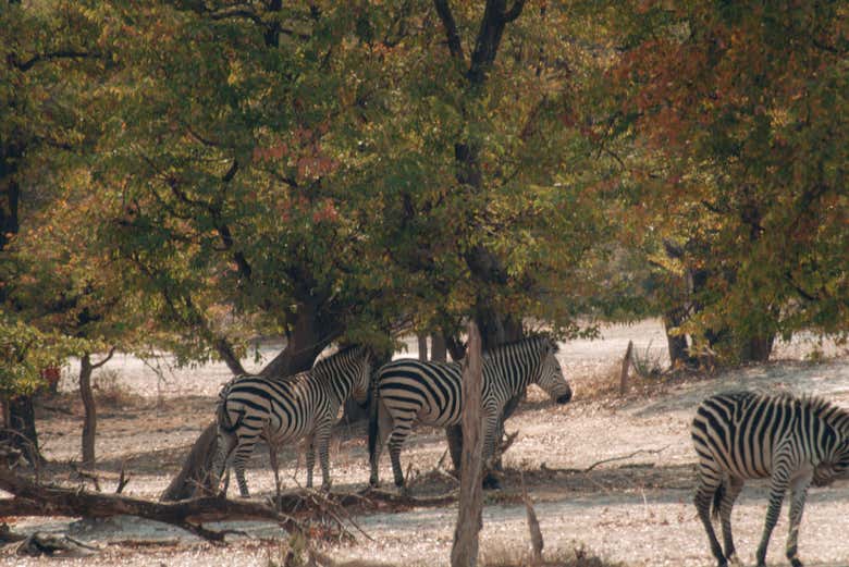 Cebras en el Parque Nacional Mosi-Oa-Tunya