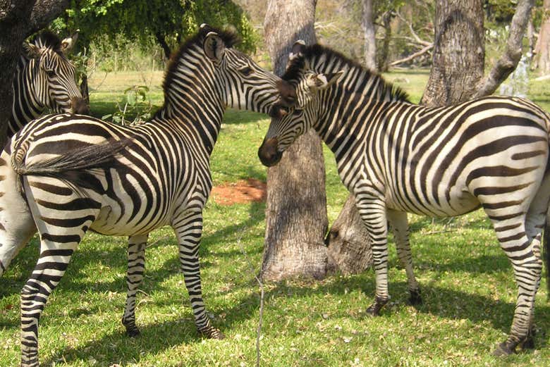 ¡Os enamoraréis de estos animales!