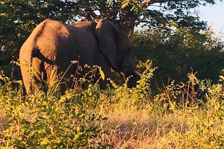 Un elefante comiendo tranquilamente