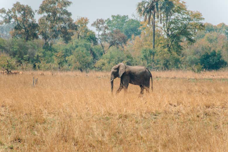 Disfrutando de un safari en Livingstone