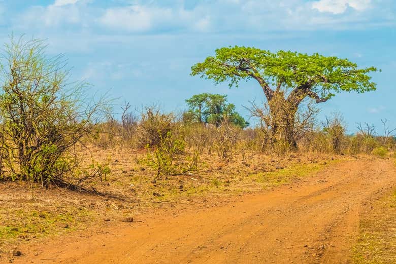 Il paesaggio pianeggiante del parco del Chobe