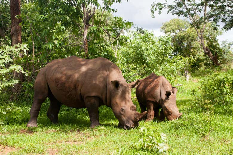 Rhinocéros du parc national de Mosi-oa-Tunya