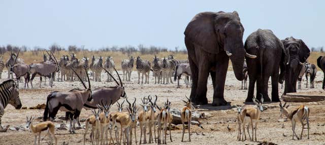 Excursión al Parque Nacional Chobe